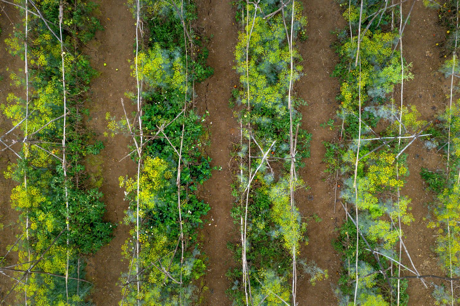 Reference photograph of an agricultural environment