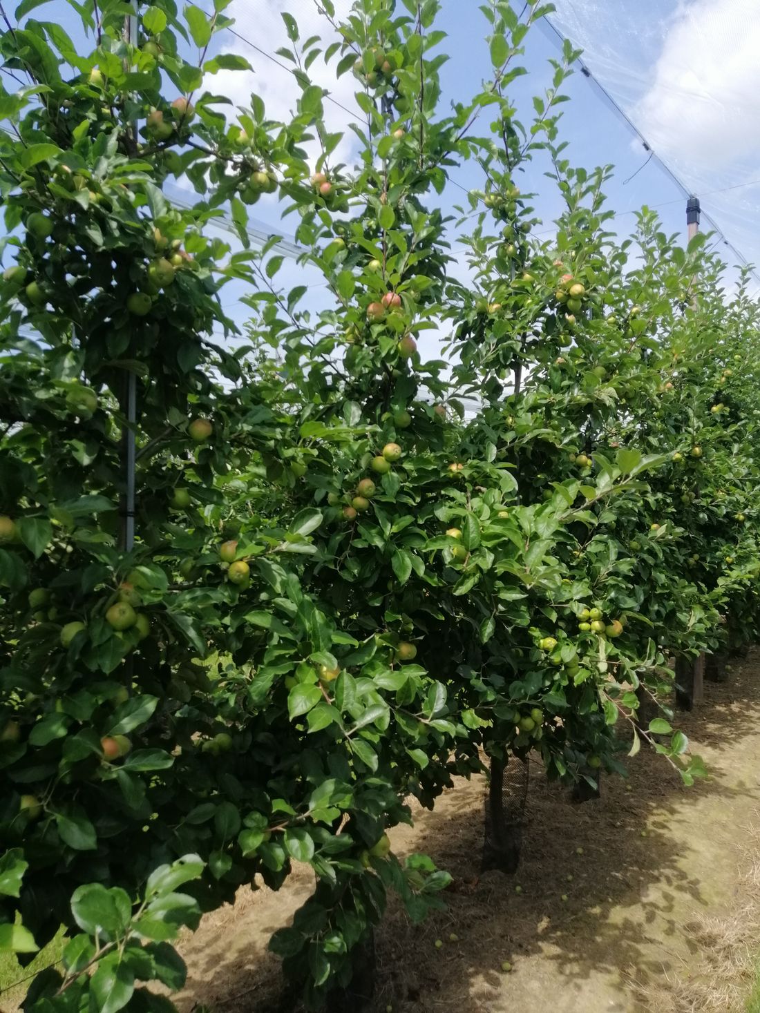 Real apple orchard photograph